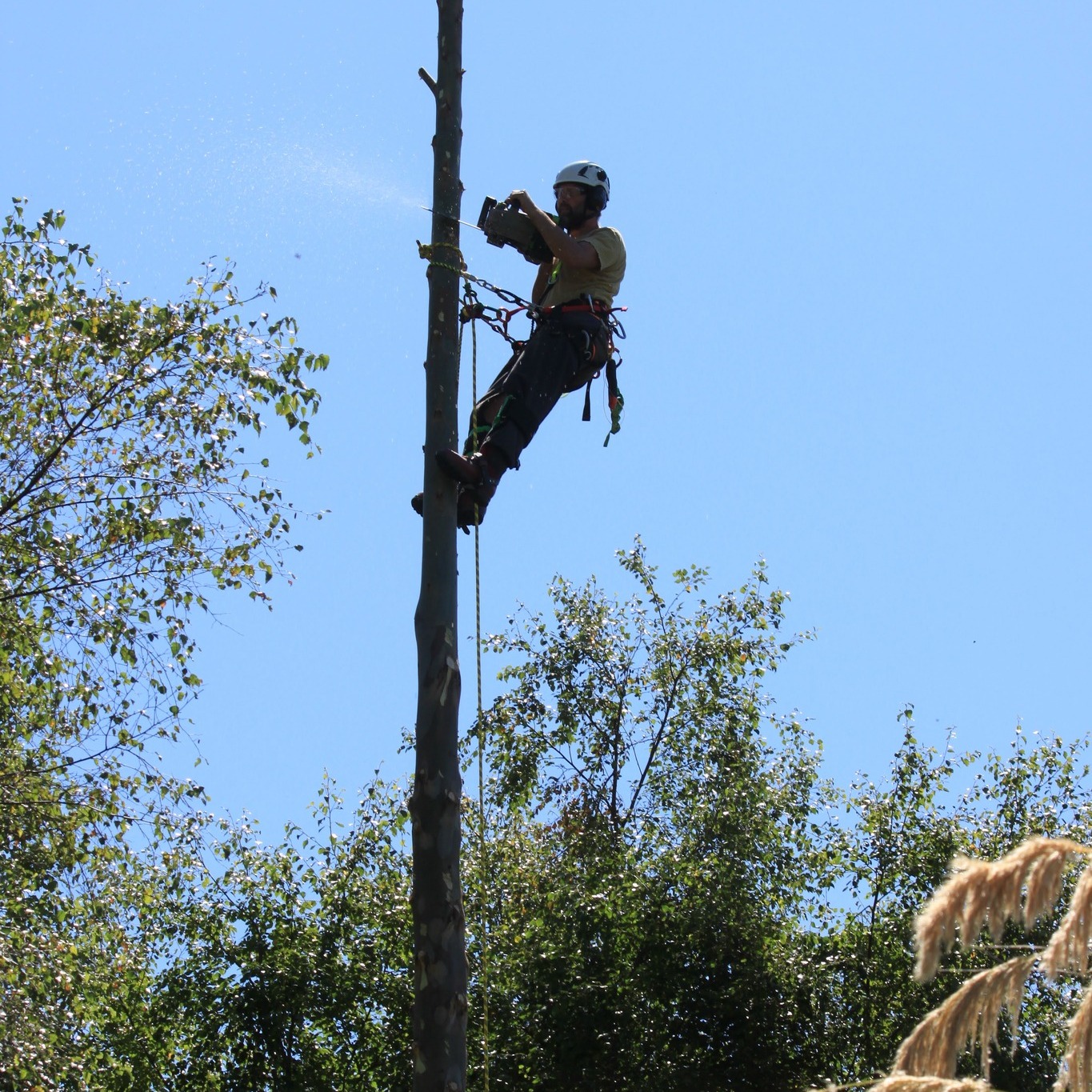 Tui Tree to Timber Limited